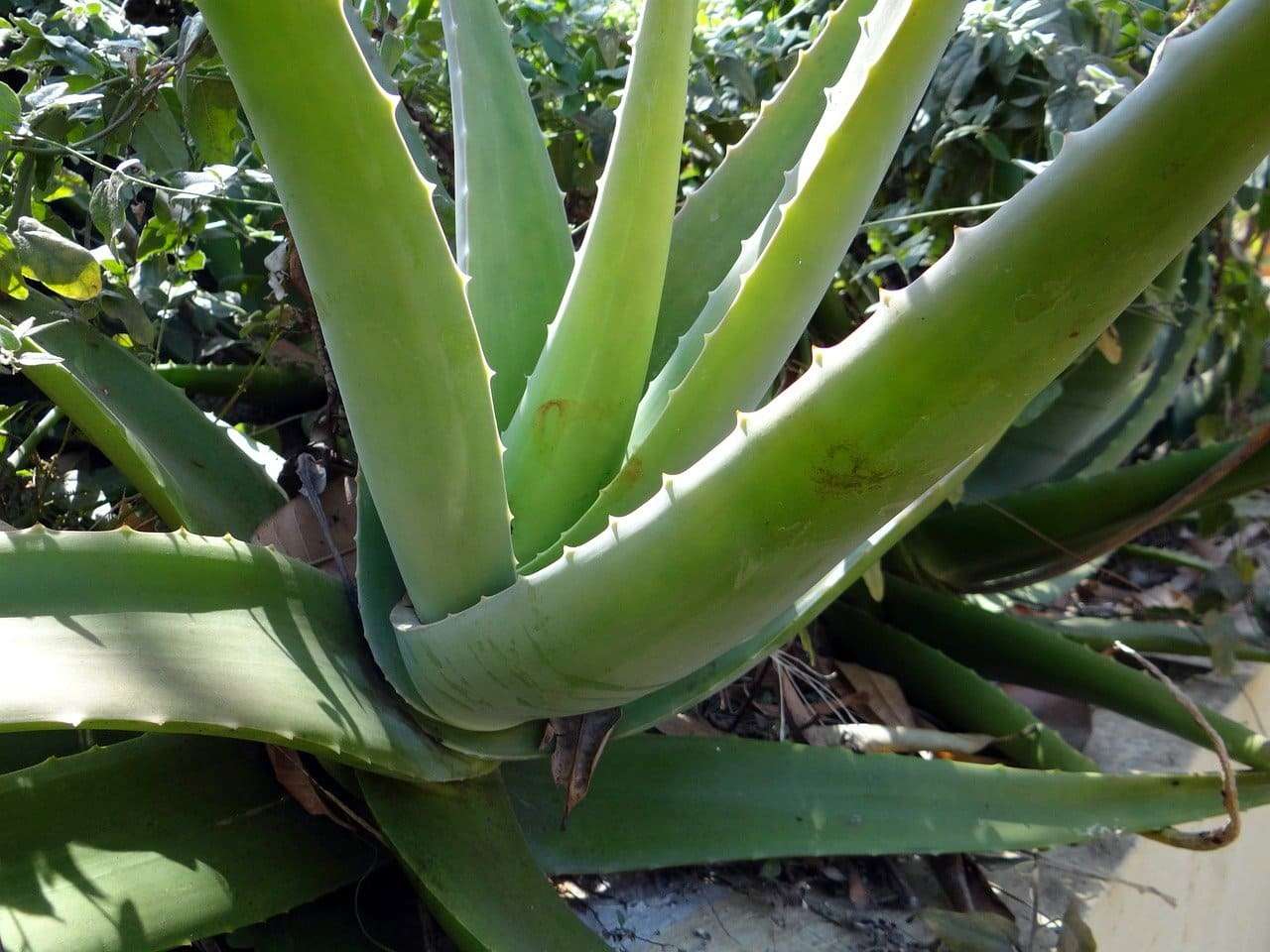 aloe vera, succulent, plant-262725.jpg