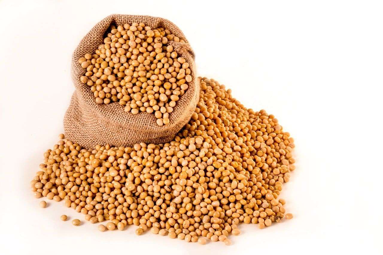 soybeans, plants, seeds-2039641.jpg