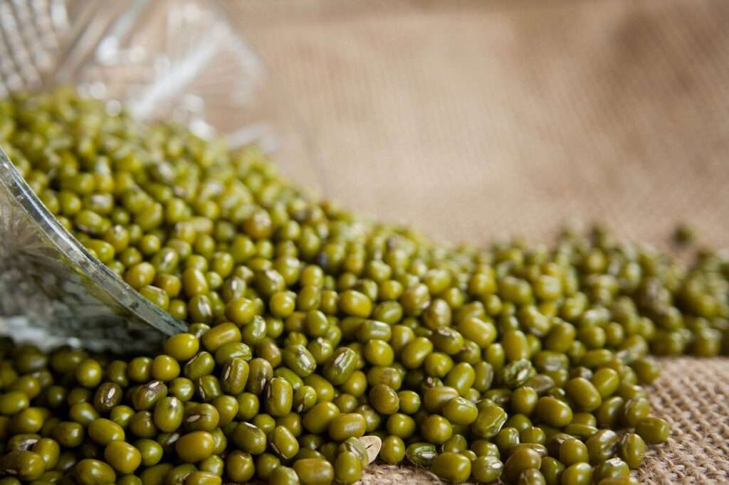 saras products sojat city jodhpur india exporter herbs spices senna leaves cumin seed fennel seed